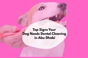 Dog Dental Cleaning in Abu Dhabi