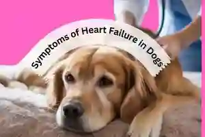 Symptoms of Heart Failure in Dogs abu dhabi