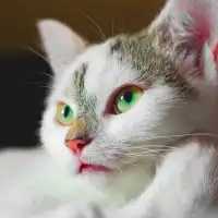What Causes Pink Eye in Cats and How to Get Rid of It